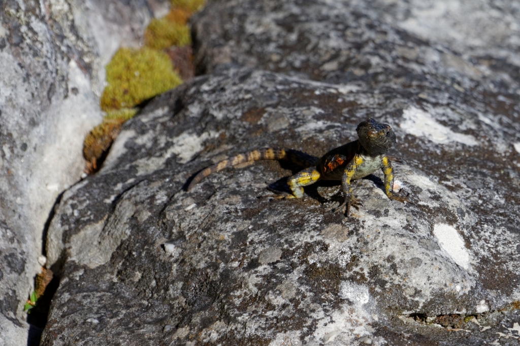 00 - Le Cap (45).jpg